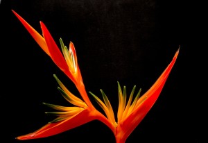 Heliconia